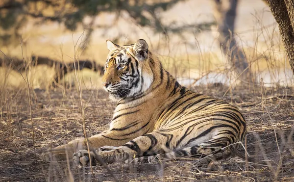 Tiger 2, India thumbnail