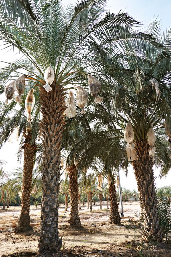 Bagged date trees at Martha's Gardens Date Farm thumbnail