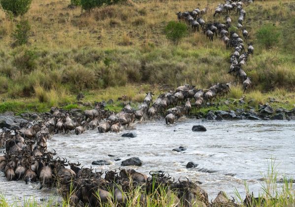 Wildebeest migration across the Mara River thumbnail