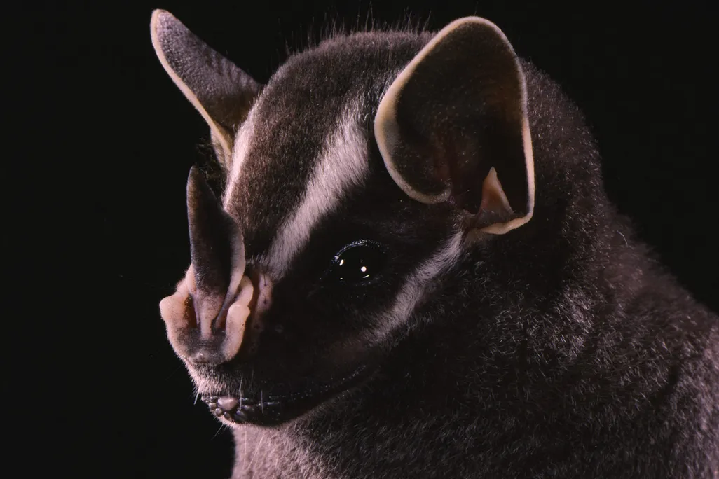 Bat