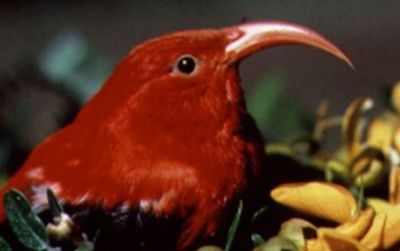 The ʻIʻiwi, or Scarlet Hawaiian Honeycreeper, with an elongated bill adapted for extracting nectar from flowers.