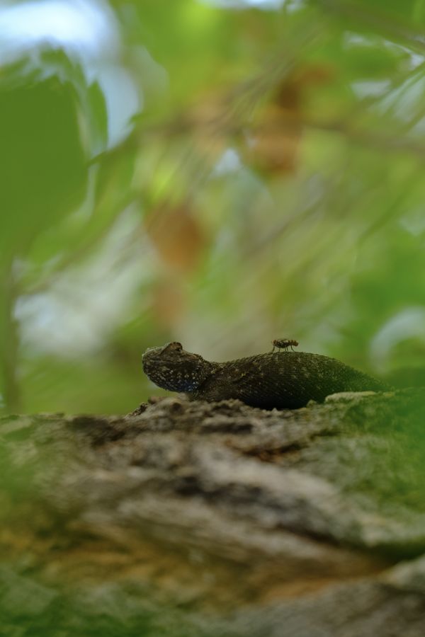 Dinner on his Back thumbnail