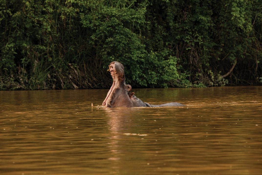 A hippo in the Magdalena River, Colombia’s longest waterway, where the descendants of Escobar’s menagerie are increasingly taking up residence, threatening plant and animal life