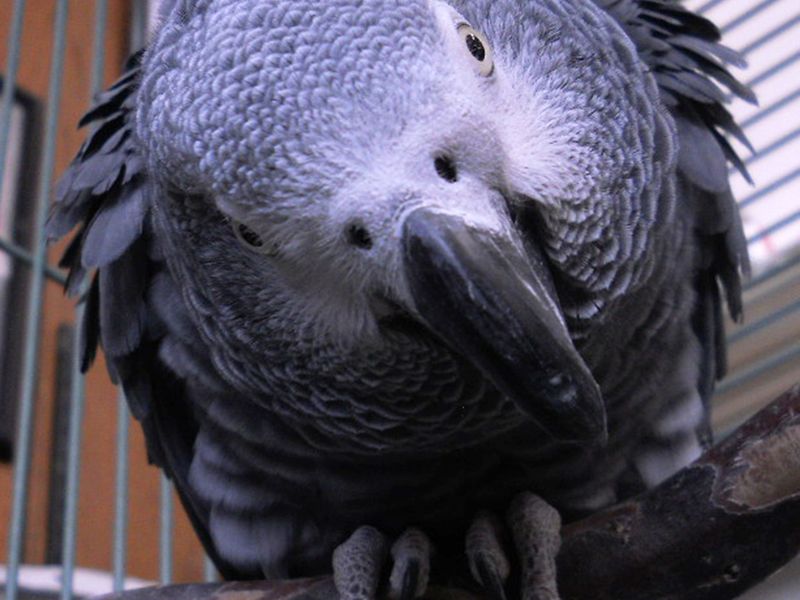 Ziggy Bird | Smithsonian Photo Contest | Smithsonian Magazine