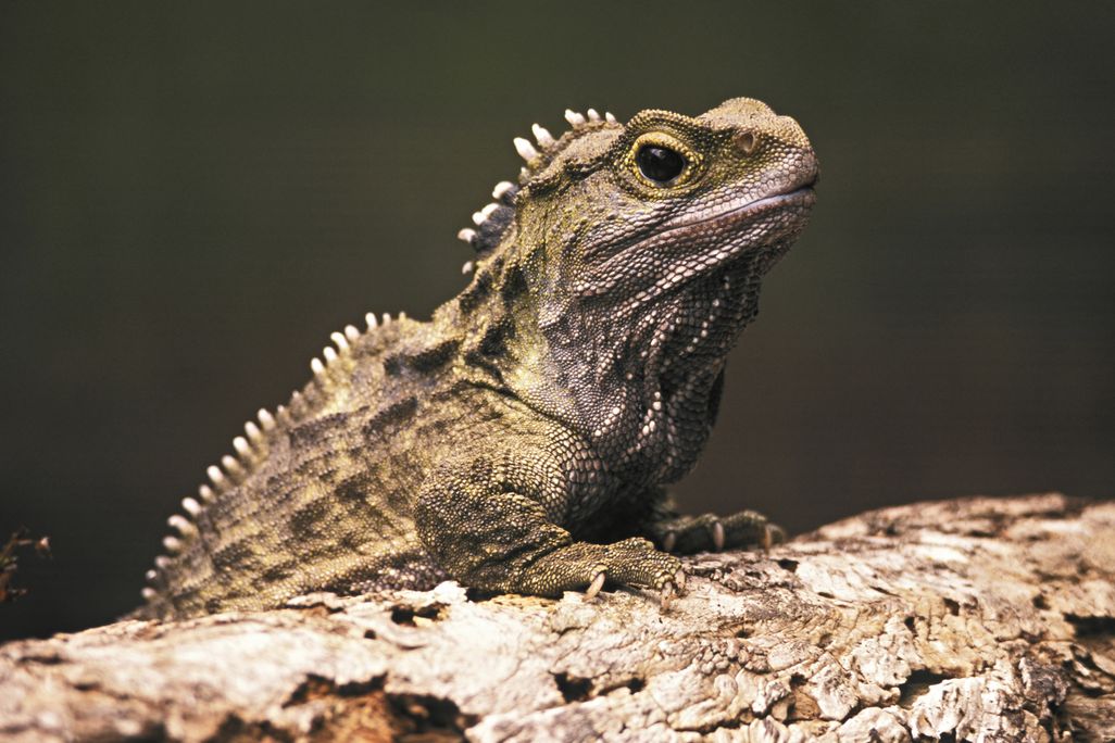 A Tuatara in New Zealand