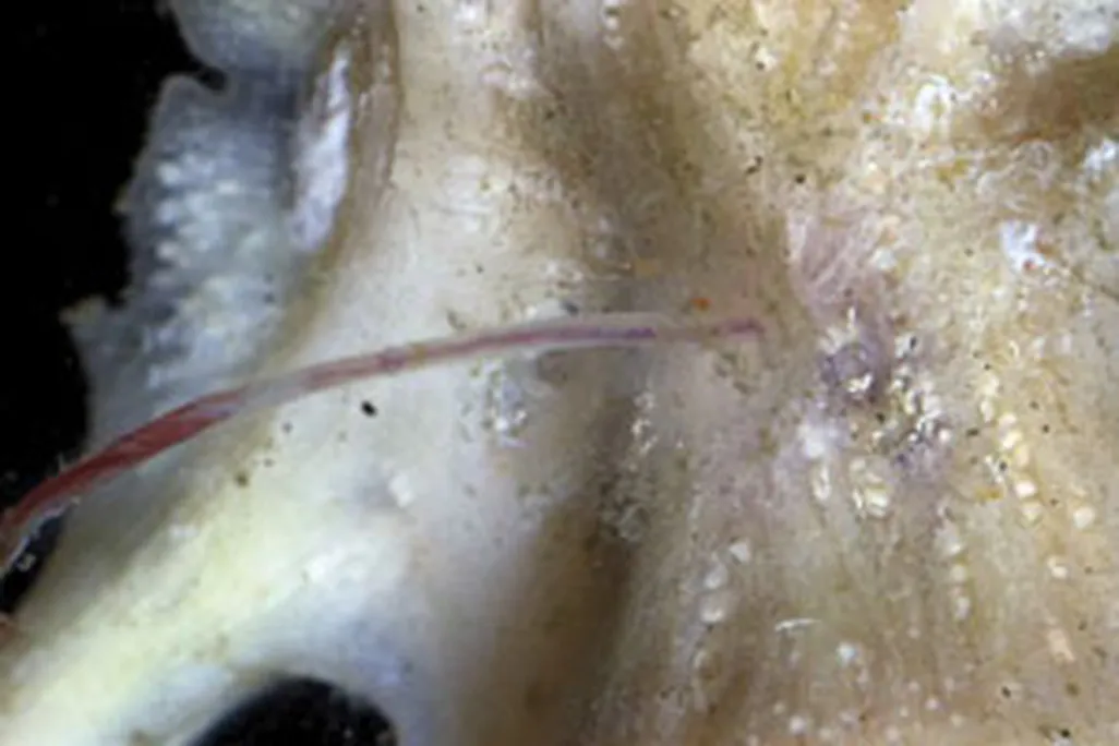 A bone-munching worm eating a fish bone.