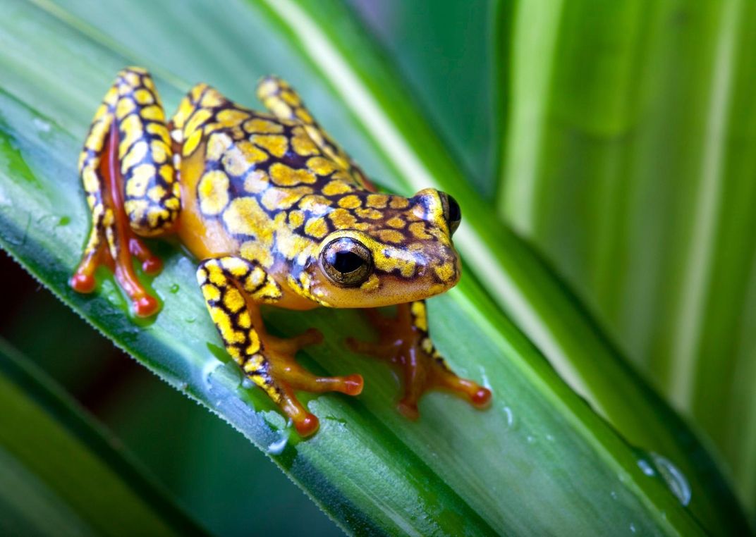 Exotic Poison Dart Frog