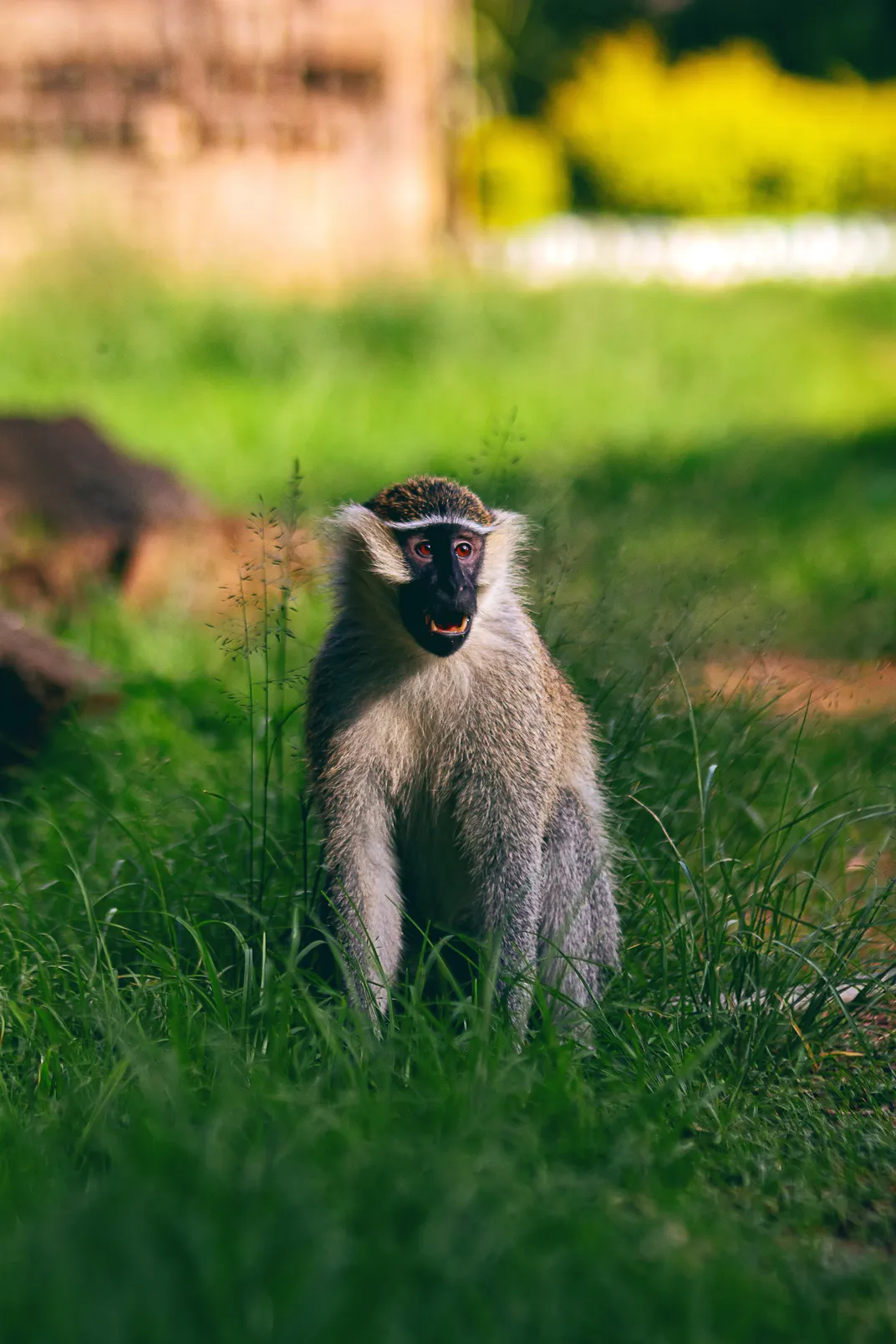 A small white monkey in the grass