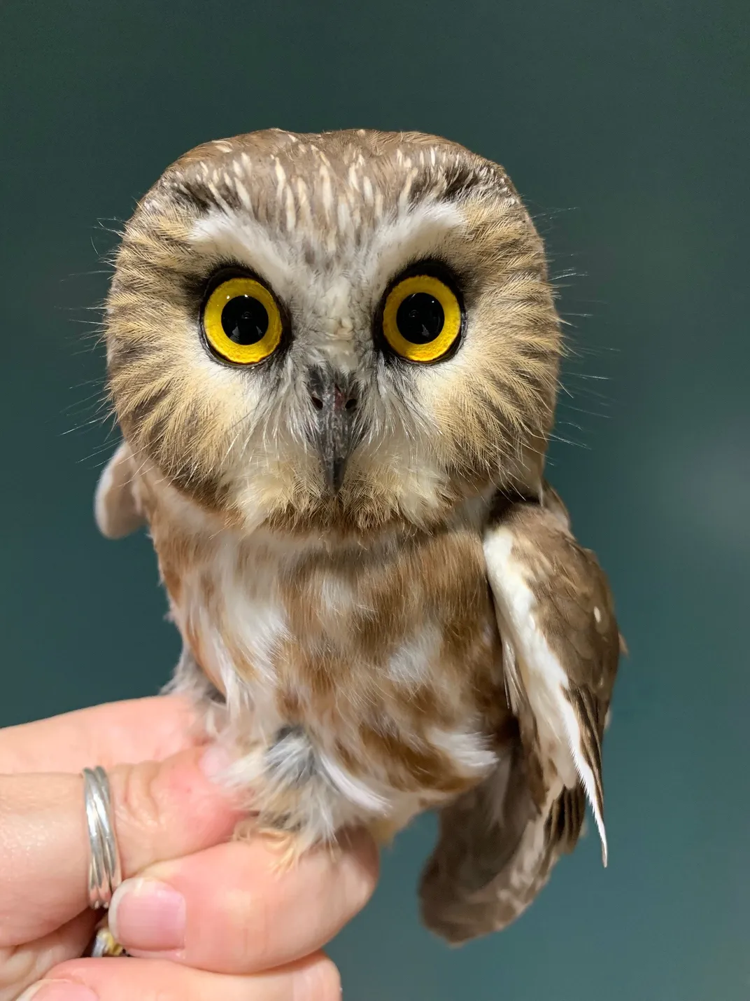 NorthernSaw-Whet_Nov262019_Credit Melissa Boyle Acuti.jpg