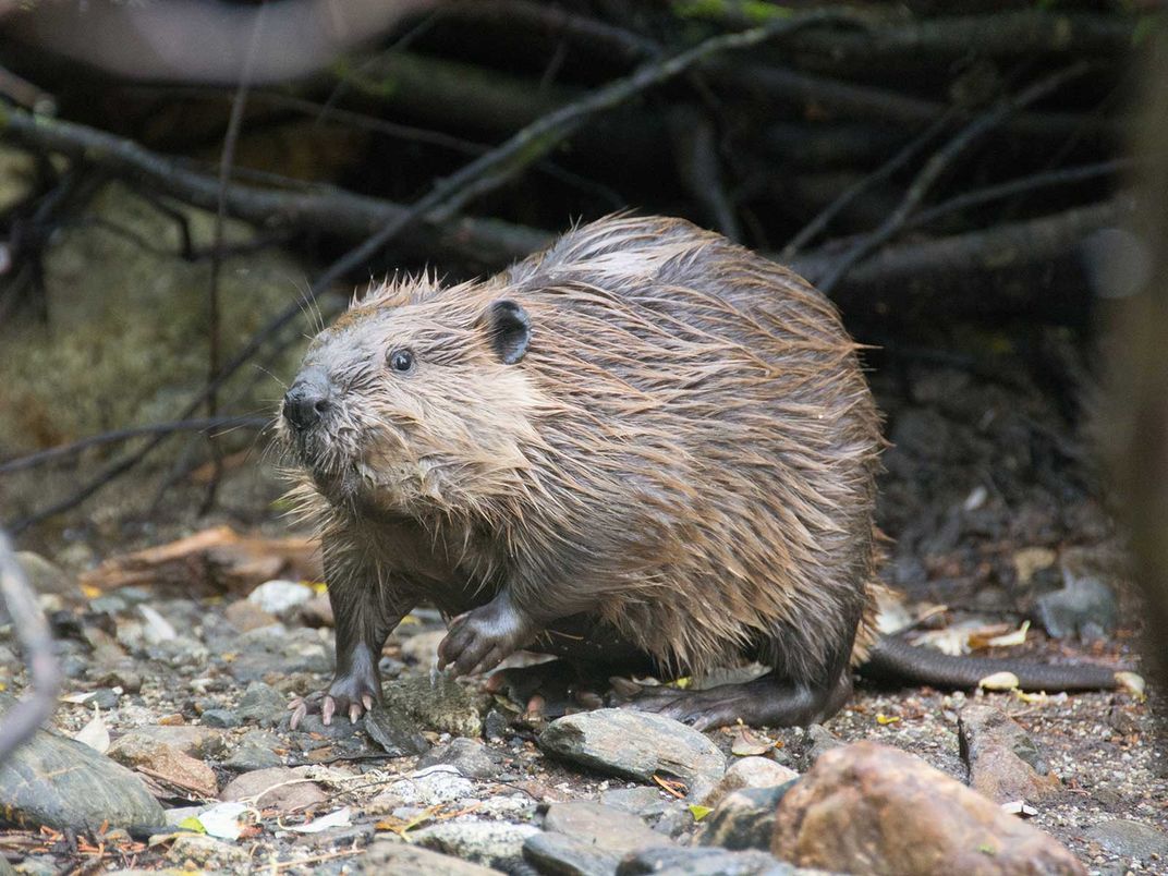 Relocated Beaver