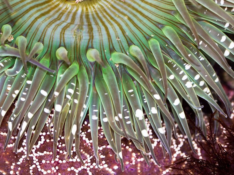 starlet sea anemone