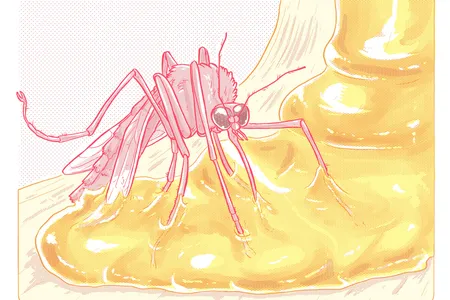 A mosquito stuck in resin is on its way to becoming a fossil preserved in amber.