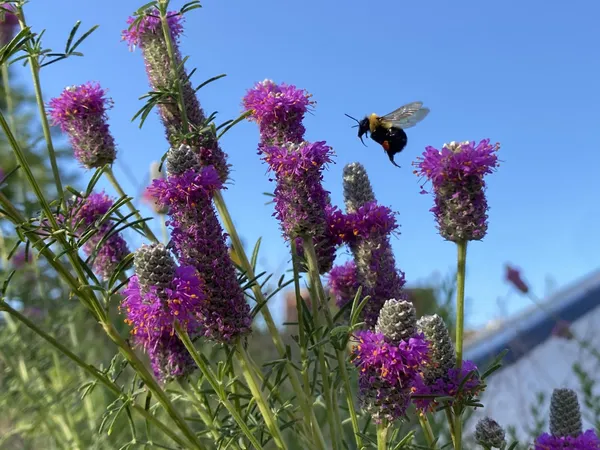 Bee hovering over Flowers thumbnail