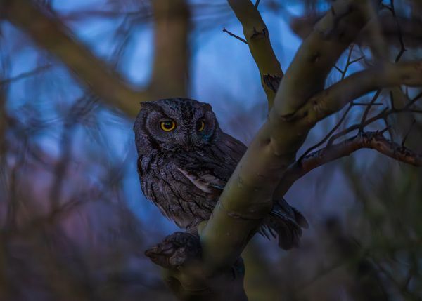 A screech owl begins a night of hunting. thumbnail
