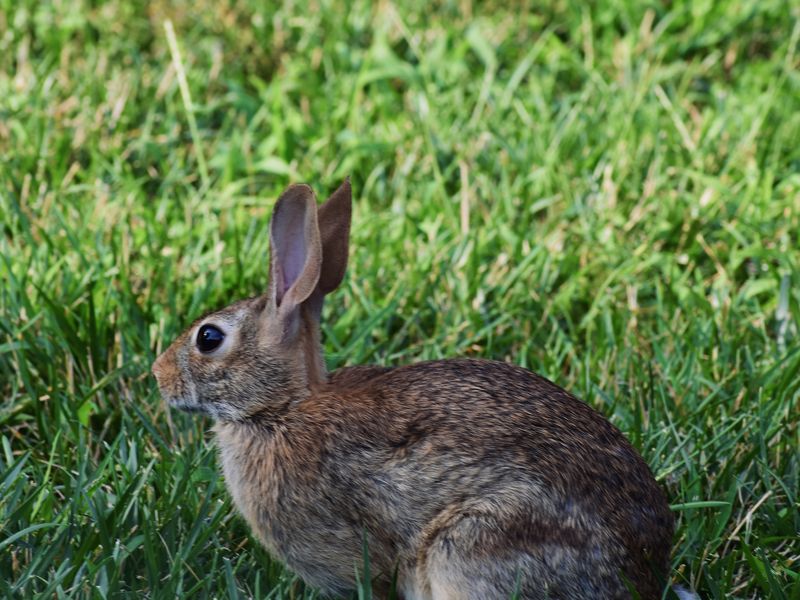 White Tail Rabbit | Smithsonian Photo Contest | Smithsonian Magazine