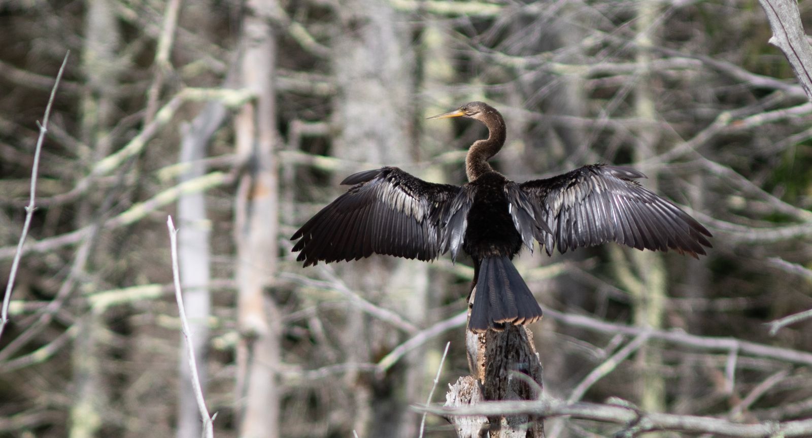 Out-of-Place 'Devil Bird' Wows Spectators in Maine, the First Anhinga Ever Seen in the State