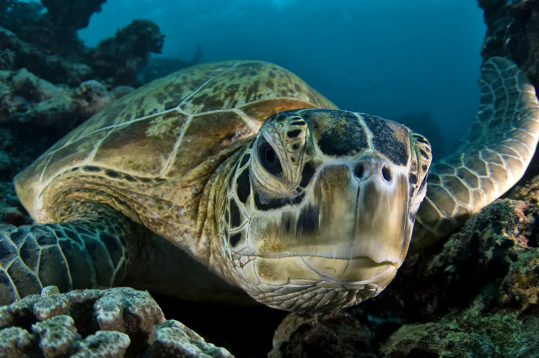 Sea Turtle Says Hello | Smithsonian Photo Contest | Smithsonian Magazine