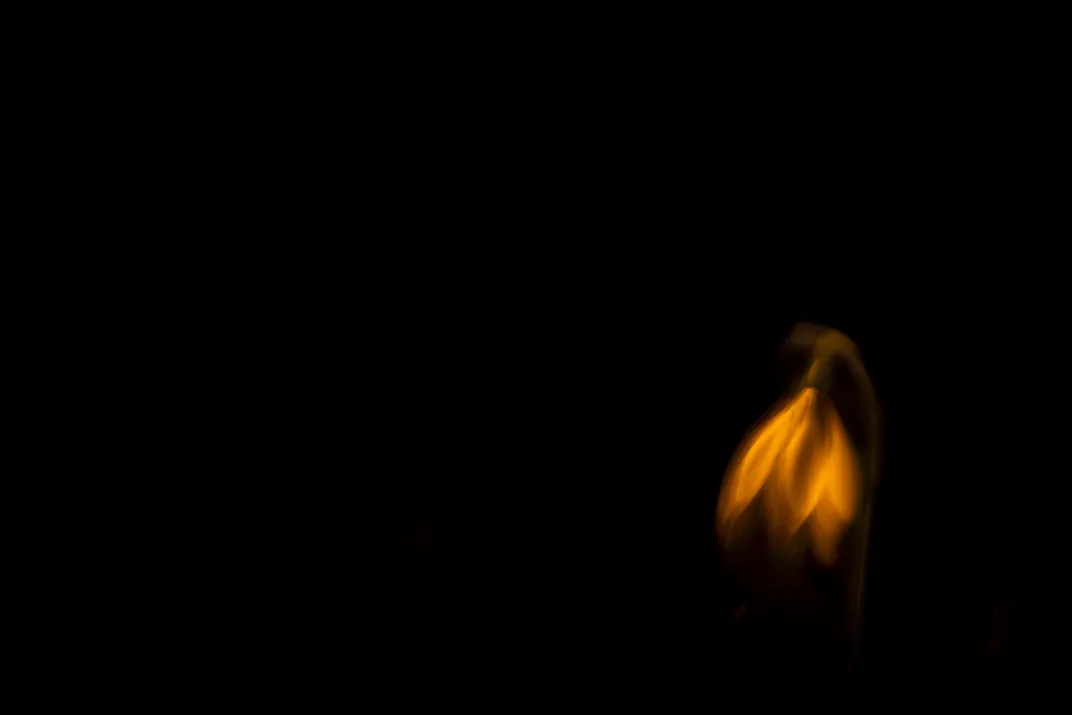 in the darkness, a single snowdrop flower appears orange, lit by a streetlight. The bloom droops downward like a hat