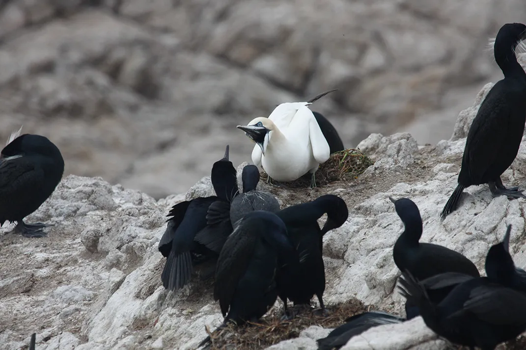 Northern Gannet and Brandt's Cormorants