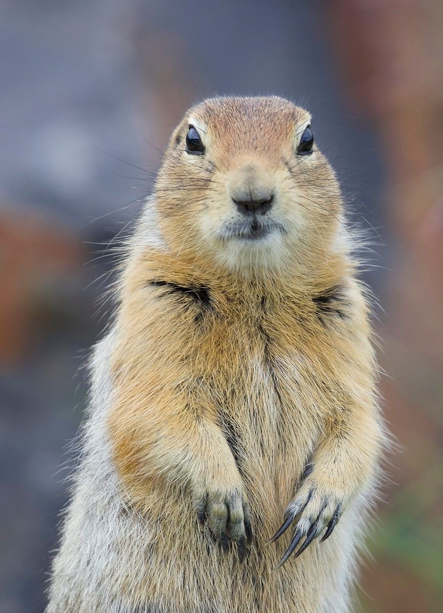 A squirel standing on its hind legs.