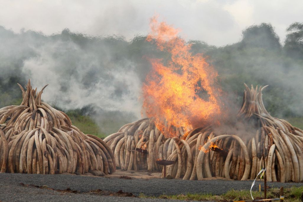 Burning Ivory