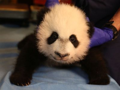 Bei Bei, the National Zoo's youngest giant panda cub, during a veterinary exam when he was less than three months old. 