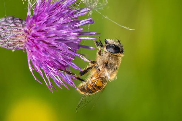 Pollen sprinkled bee in Latvia thumbnail