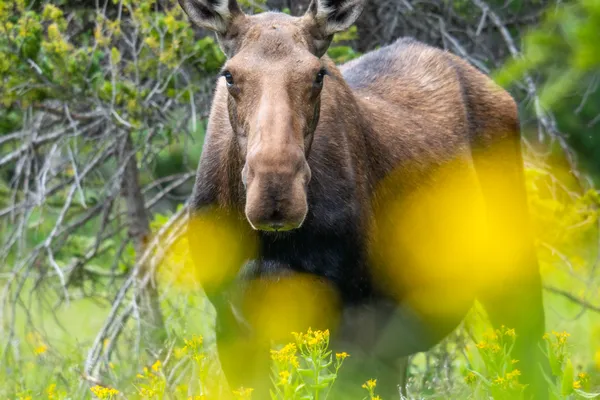 Moose walking through wild flowers thumbnail