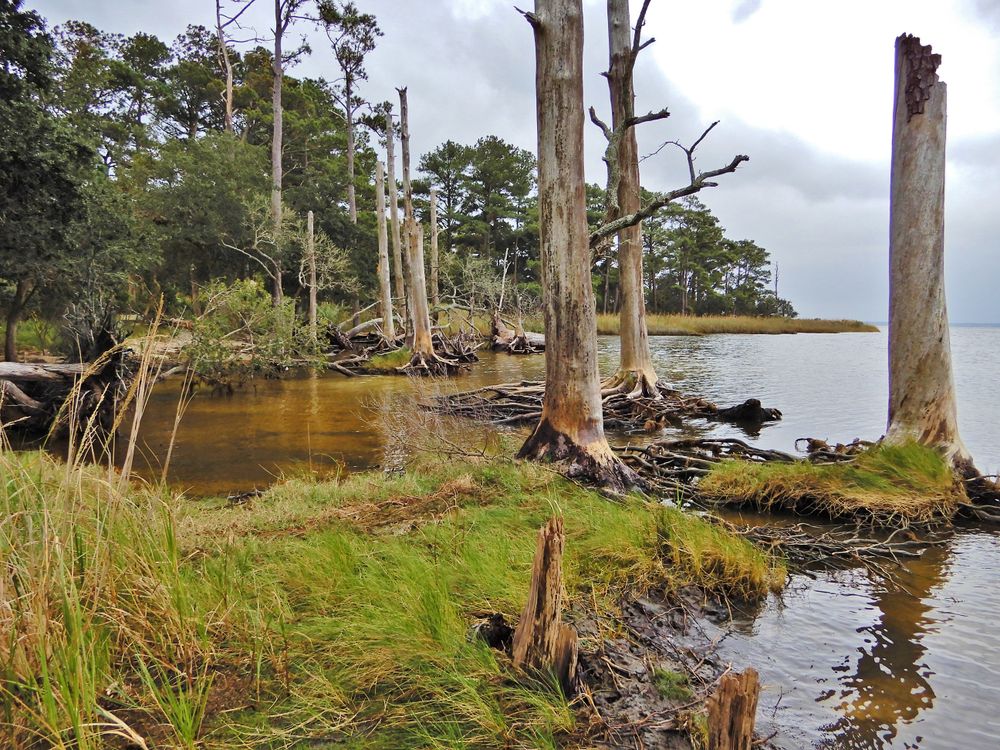 A photo of a ghost forest landscape. The photo shows dead trees lined up near the edge of water. 