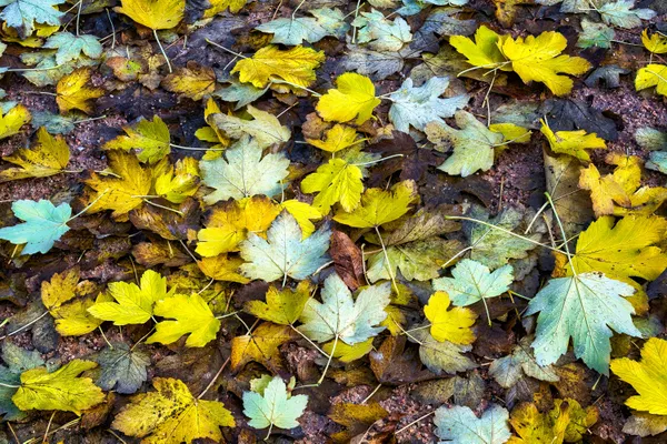 Fallen leaves after rain, Madrid Botanical Gardens thumbnail