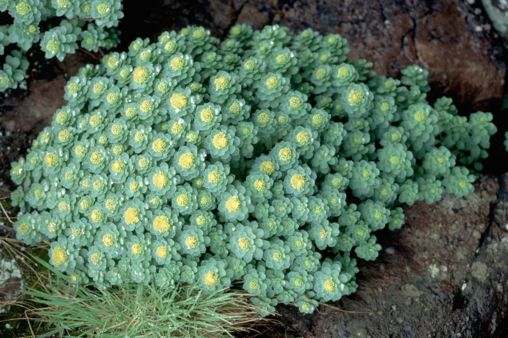 Rhodiola rosea