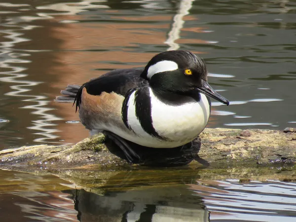 Male Hooded Merganser thumbnail