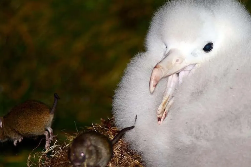 Tristan albatross