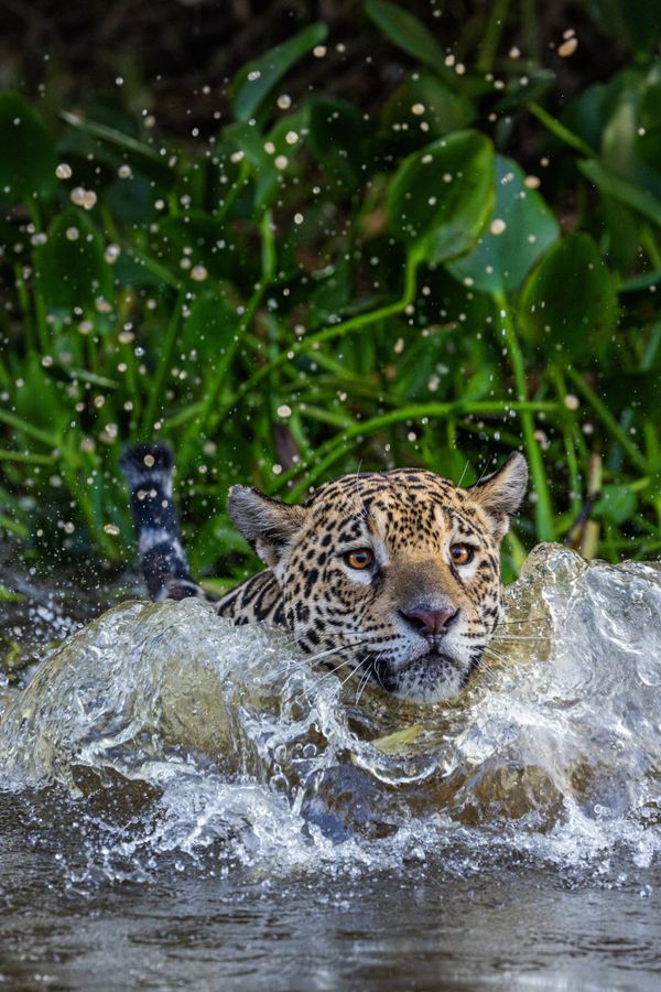 Diving jaguar thumbnail
