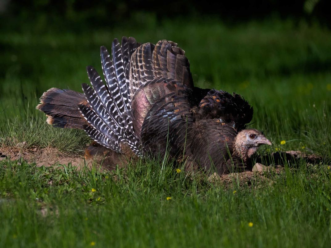 Female Turkey With Iridescent Wing Feathers