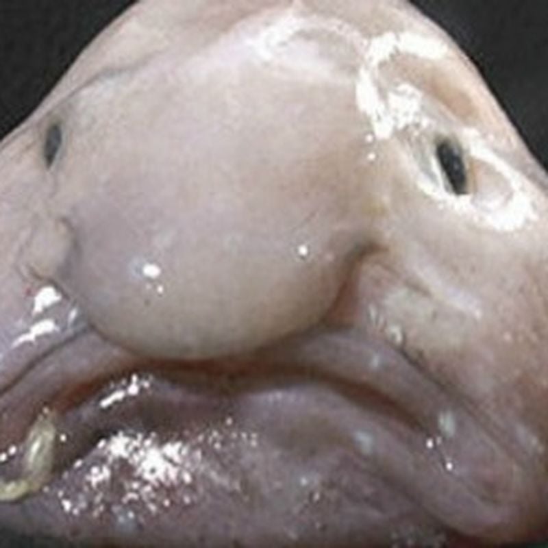 The Blobfish Isn't Really That Ugly