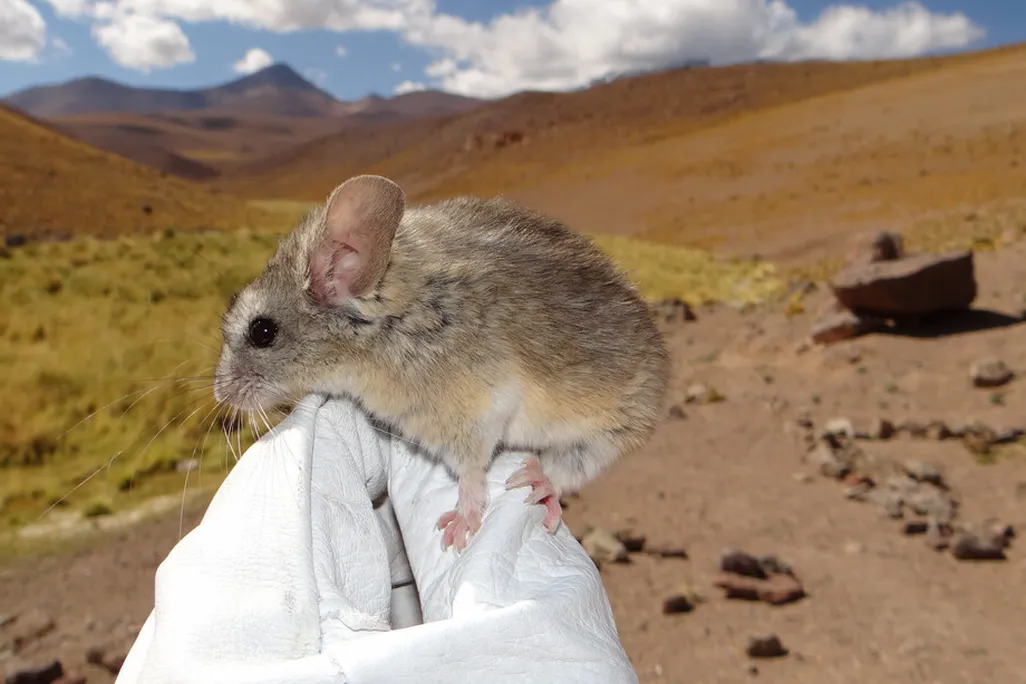 A mouse on a person's white gloved hand