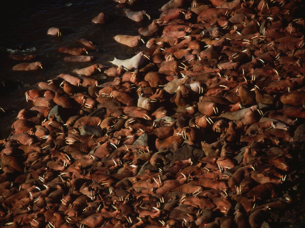 Once Again Thousands Of Walruses Have Been Forced Ashore In Alaska