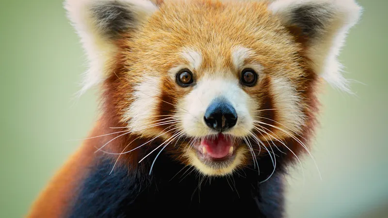 Giant panda Red panda graphics, bamboo, mammal, cat Like Mammal png
