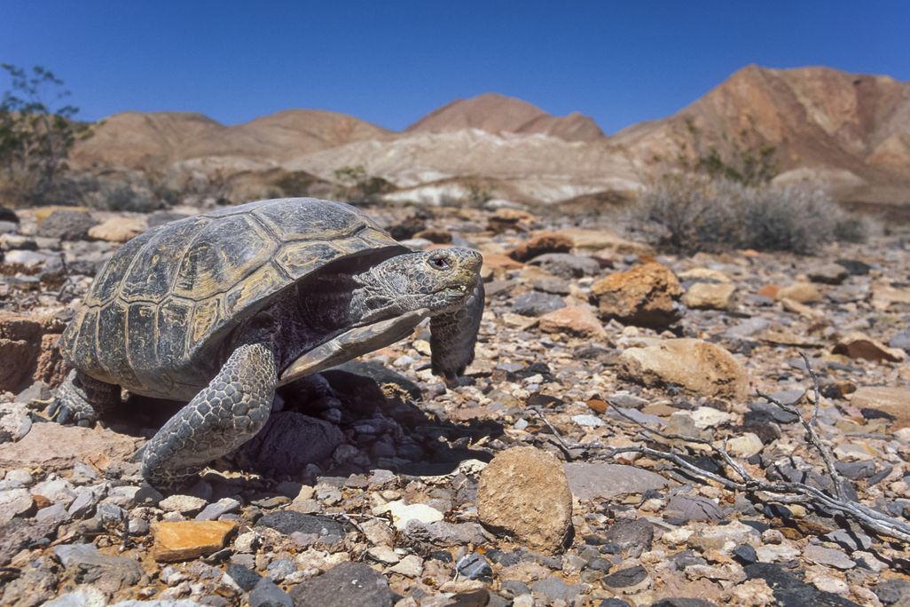 A desert tortoise