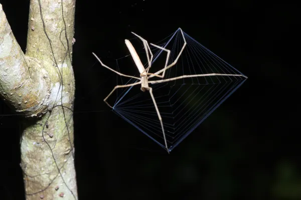 A net-casting spider hunting at night thumbnail