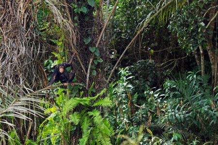 A juvenile Western chimpanzee in the Bossou Forest of Mont Nimba, Guinea. 