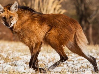 Spindly legs and thick, red fur have earned maned wolves the nickname “foxes on stilts,” but the animal is neither fox nor wolf. 