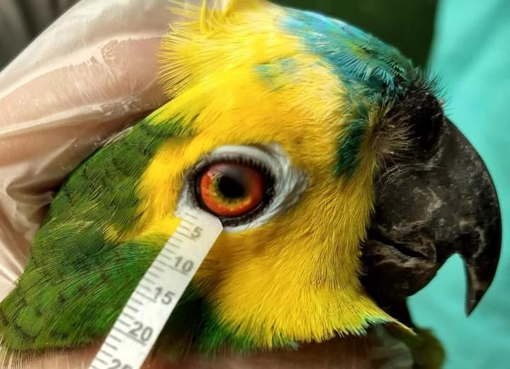 Turquoise-fronted amazon parrot