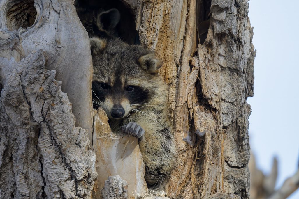 A raccoon peers out of a tree.