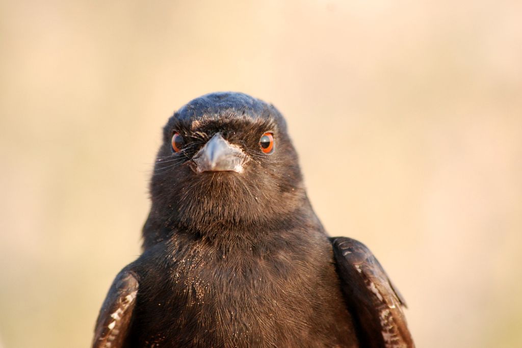 drongo.jpg