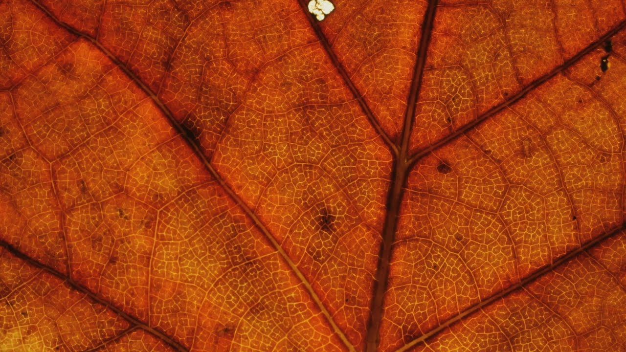 Preview thumbnail for The Changing Colors of Deciduous Leaves