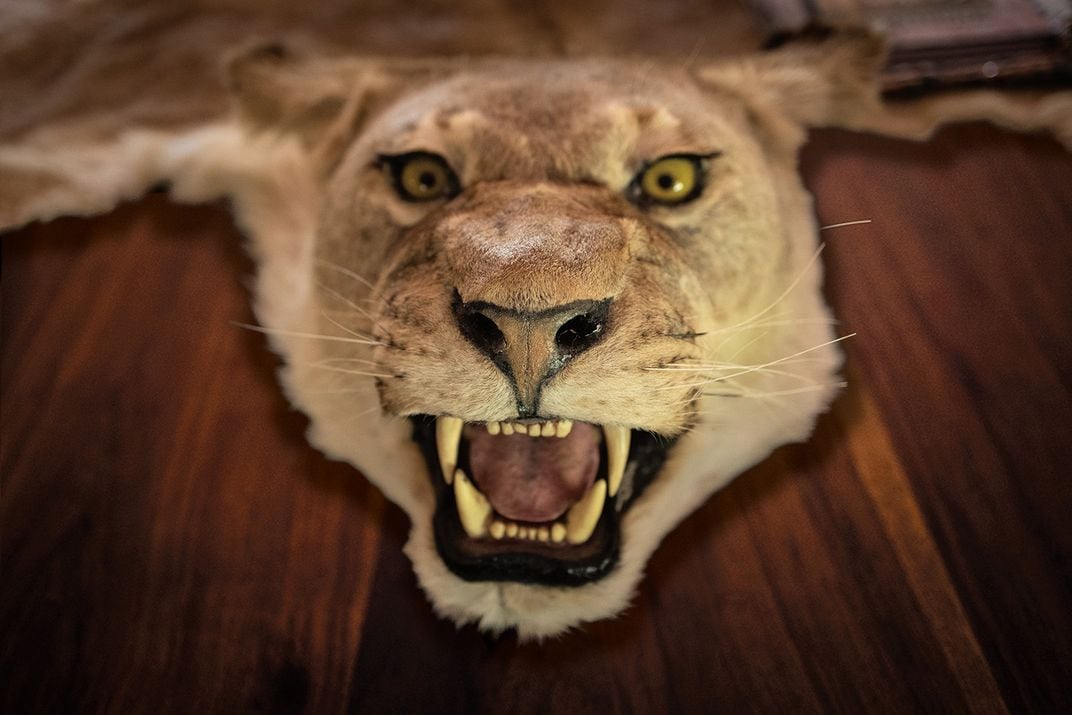 A lion head and pelt at Warthog Safaris.