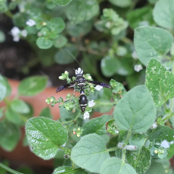 Baldfaced Hornet Enjoys Oregano Flowers thumbnail