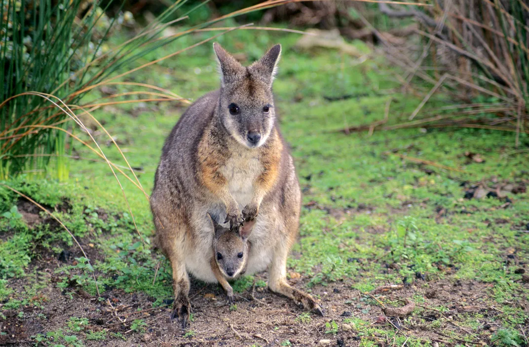 Seven of the Most Extreme Milks in the Animal Kingdom